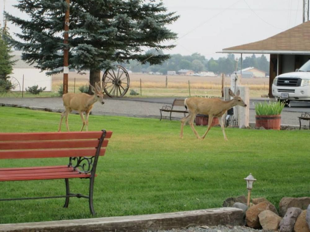 Rim Rock Motel Alturas Extérieur photo